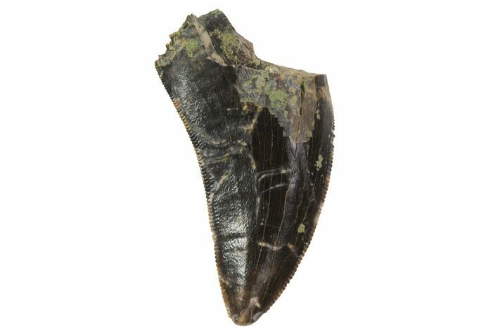 Albertosaurus Tooth - Alberta (Disposition #-) #67602